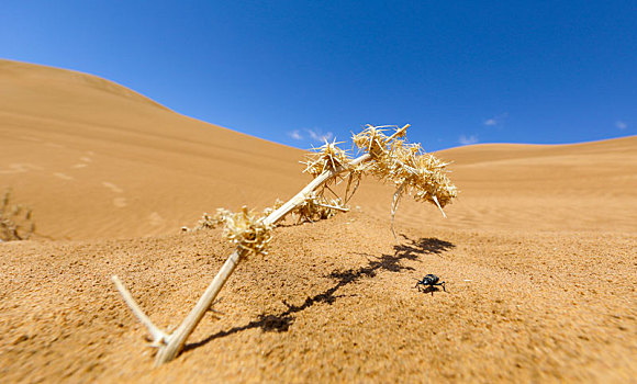 沙漠中的枯草