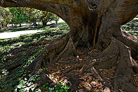 根,无花果,树,海德公园,西澳大利亚州