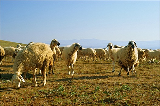 放牧,成群,山羊