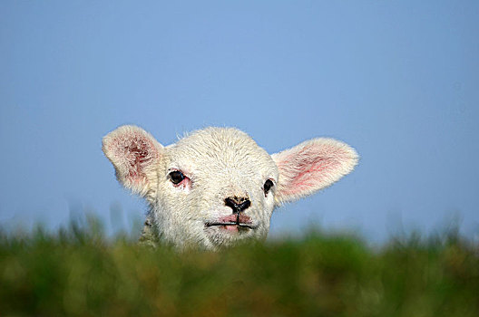 羊羔,看,上方,堤岸,家羊,绵羊,石荷州,德国,欧洲
