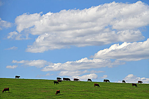母牛,山坡,西澳大利亚州,澳大利亚
