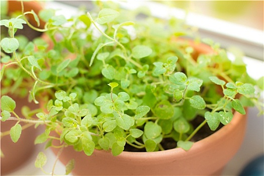 牛至,香料植物