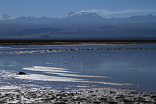 弗拉明戈,盐湖,阿塔卡马沙漠