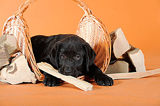 黑色拉布拉多犬,小狗,卧,片,木柴