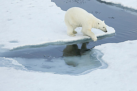 格陵兰,声音,北极熊,跳跃,上方,水,海冰