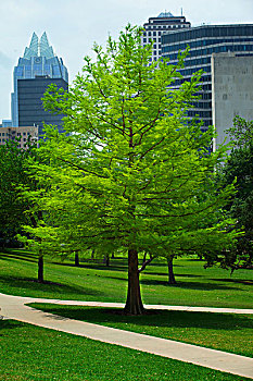 智慧,鲜明,绿色,树,院子,国会大厦,德克萨斯
