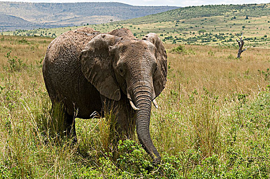 非洲象,放牧,马赛马拉国家保护区,肯尼亚