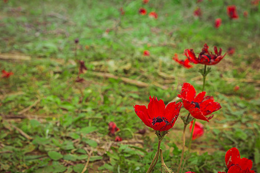 地点,红色,银莲花