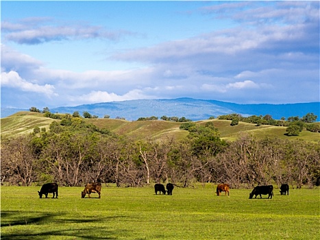 放养,牛,放牧,靠近,橡树,树林,北加州