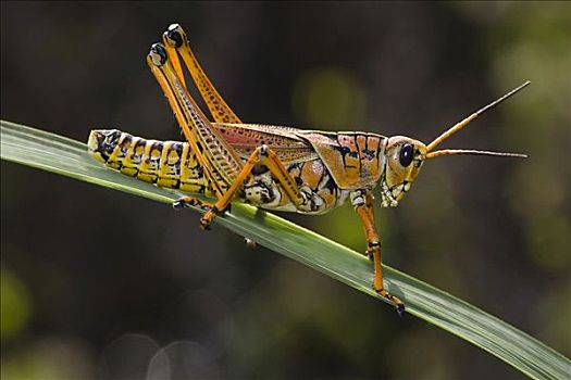 蝗虫,大沼泽地国家公园,佛罗里达,美国,北美