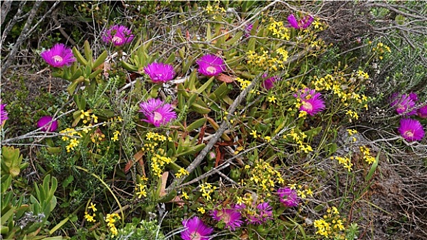 束,粉色,野花,地点,西海岸,国家公园,南非