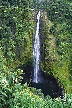 夏威夷,夏威夷大岛,阿卡卡瀑布,茂密,绿色植物,前景