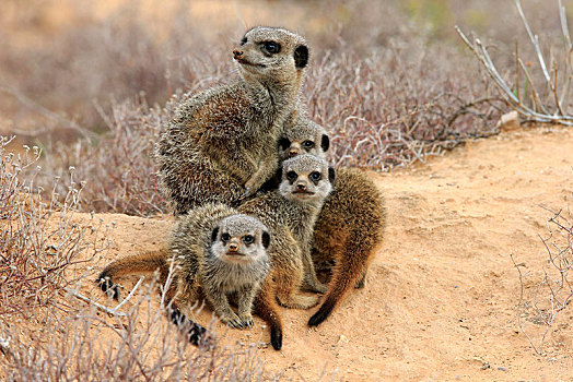 猫鼬,细尾獴属,成年,小动物,奥茨胡恩,西海角,南非,非洲