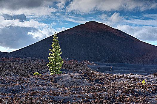 火山,加纳利群岛,松树,松属,圣地亚哥,特内里费岛,西班牙,欧洲