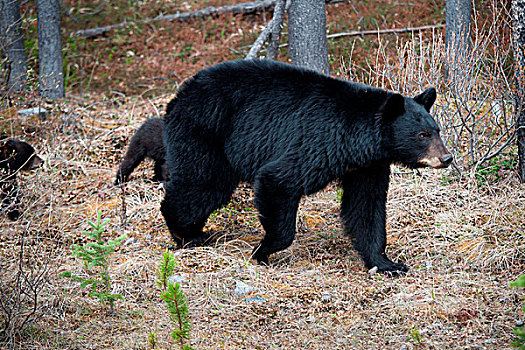 黑熊,美洲黑熊,幼兽,树林,碧玉国家公园,艾伯塔省,加拿大