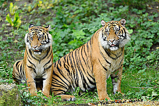两个,苏门答腊虎,动物园,奥格斯堡,斯瓦比亚,巴伐利亚,德国