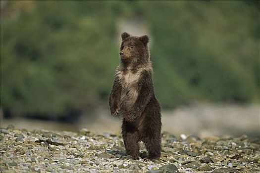 大灰熊,棕熊,好奇,6-8岁,老,幼兽,站立,卡特麦国家公园,阿拉斯加