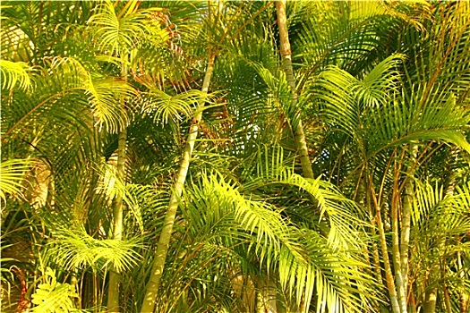 棕榈树,丛林