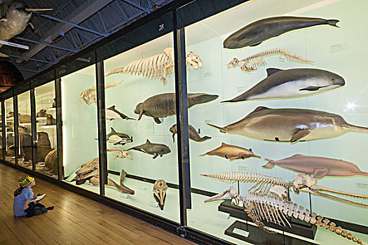 英格兰,赫特福郡,自然历史博物馆,展示,海洋动物