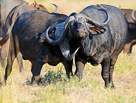 非洲,水牛,斗篷,非洲水牛,公牛,争斗,南卢安瓜国家公园,赞比亚