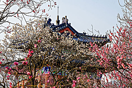 南京梅花山梅花节