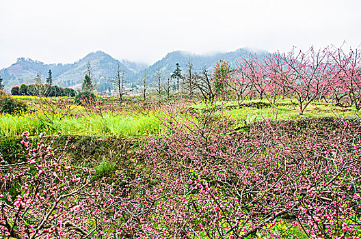 田园春色