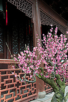 上海,明代,16世纪,花园,粉色,春天,花,树上