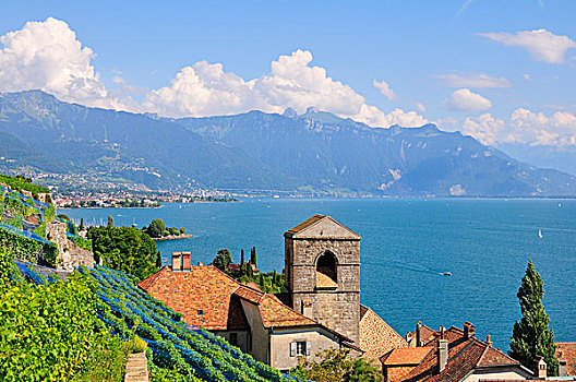 风景,上方,乡村,日内瓦湖,洛桑,拉沃,沃州,瑞士,欧洲