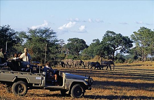 赞比亚,南卢安瓜国家公园,家族,牧群,大象,旅游,交通工具