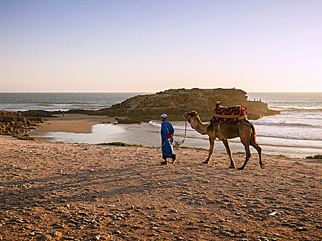 摩洛哥人,走,海滩,骆驼,晚上,太阳