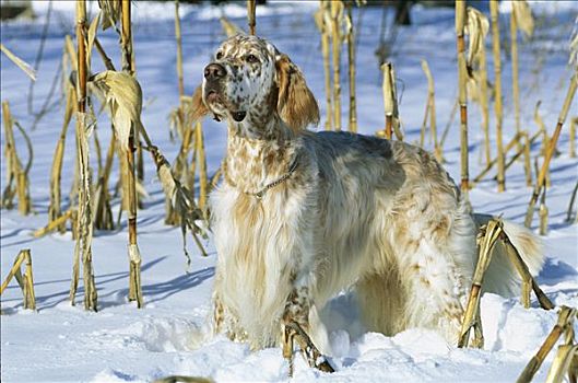 英格兰雪达犬,狗,肖像,雪中