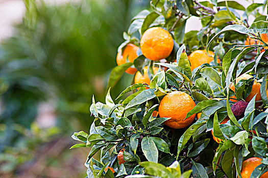 橘树,安达卢西亚,西班牙
