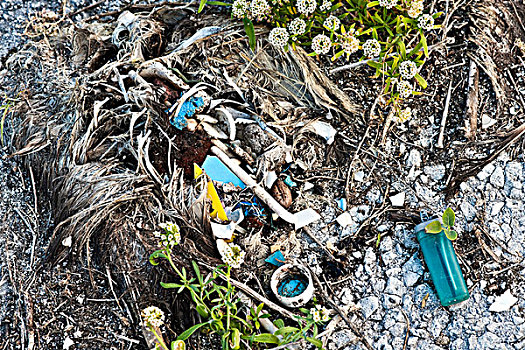 濒危,死,摄取,许多,塑料制品,碎片,群岛