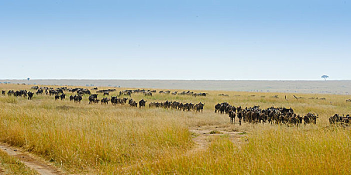 非洲角马群迁徙