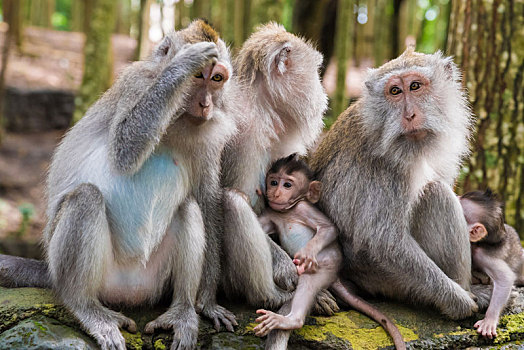 短尾猿,猴子,幼兽,树林,巴厘岛,印度尼西亚
