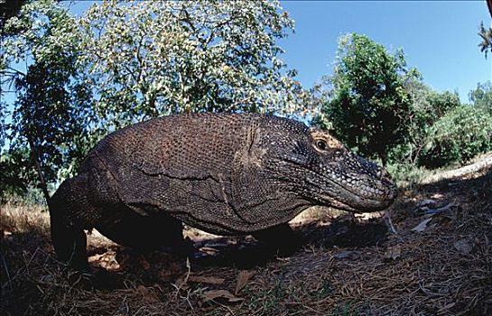 科摩多巨蜥,自然环境,科摩多龙