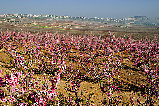 苹果树,花,风景,上方,苹果,种植园,黎巴嫩,边界,加利利地区,以色列