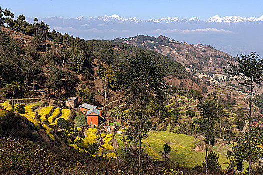 风景,梯田,山,喜马拉雅山,纳加阔特,尼泊尔,亚洲