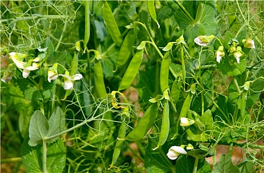 植物,豌豆