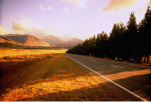 道路,树,山峦,南岛,新西兰