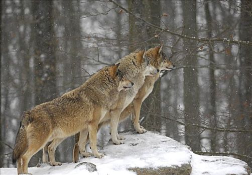 加拿大,大灰狼,狼,冬天
