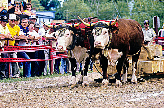牛,拉拽,竞争,新斯科舍省,加拿大