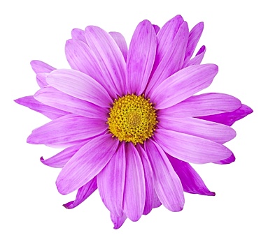 紫花,照片,物体