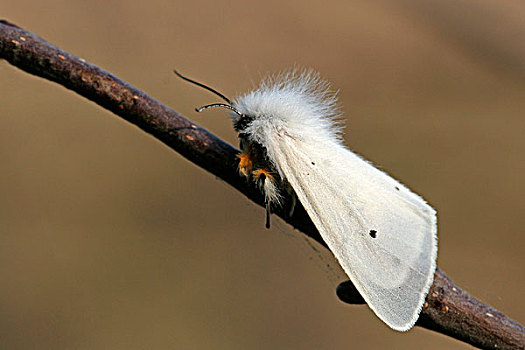 白色,蛾子,上艾瑟尔省,荷兰