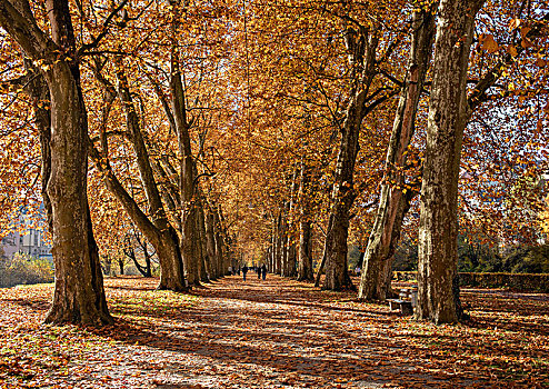 树,道路,秋天,图宾根,巴登符腾堡,德国