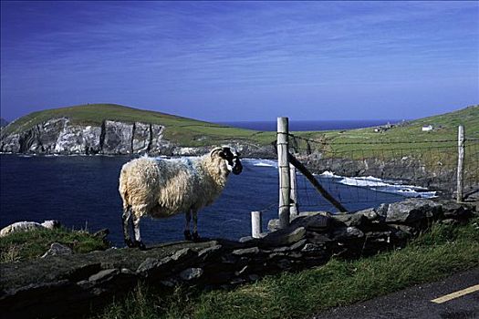 绵羊,靠近,栅栏,岸边,丁格尔半岛,爱尔兰