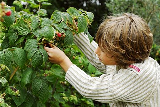 法国,孩子,收集,树莓