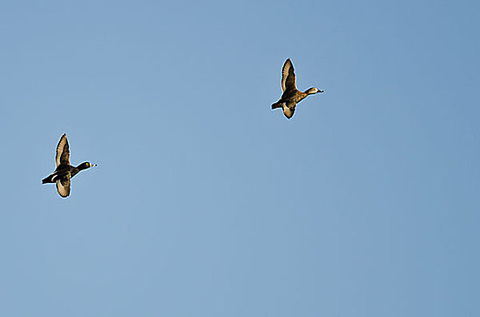 一对,环颈鸭,飞,蓝天