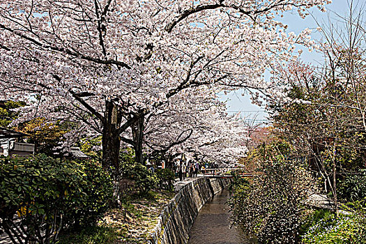道路,哲学体系,东山,京都,日本