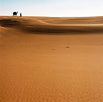 利比亚,撒哈拉沙漠,沙,沙漠,骆驼